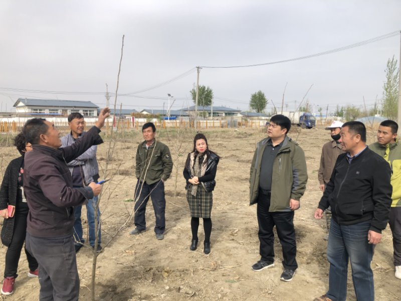 考察山里紅種植項目，回村后帶領技術人員教村民種植技術